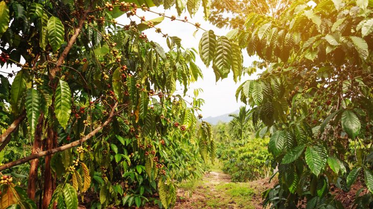 In a new study from the International Center for Tropical Agriculture, experts have discovered that the optimal temperature range for robusta coffee production is much lower than previously thought.
