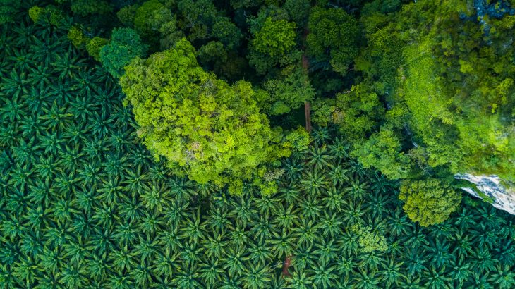 A new study from the University of York emphasizes the enormous value of protected forest areas in oil palm plantations.