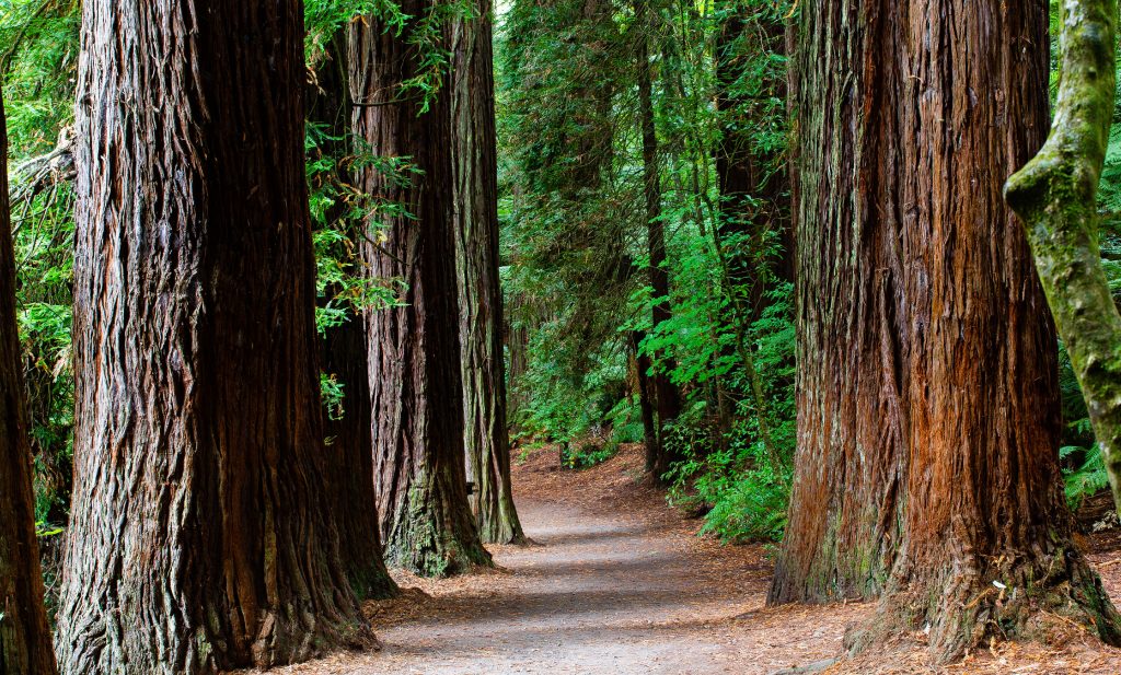 Suitable redwood habitats are changing with the climate