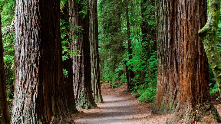 In a new study led by Arizona State University (ASU), scientists have investigated the climate sensitivity of California's coastal redwoods, some of the tallest and oldest trees on the planet.