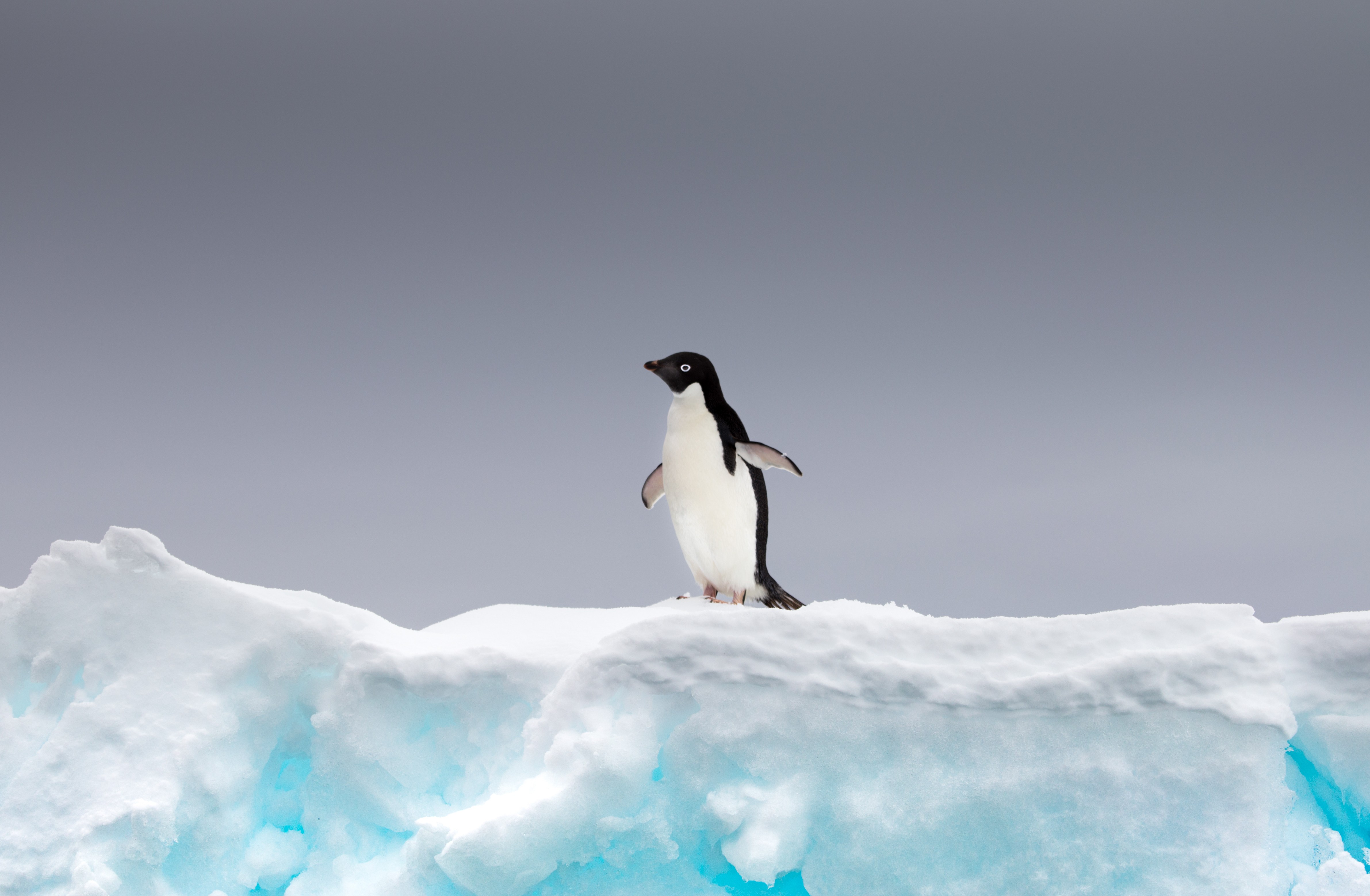 Adélie penguins thrive with less sea ice • Earth.com