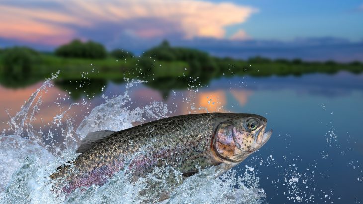 Fish can pass along the adverse effects of chemical contaminants to future generations, according to a new study from Oregon State University.
