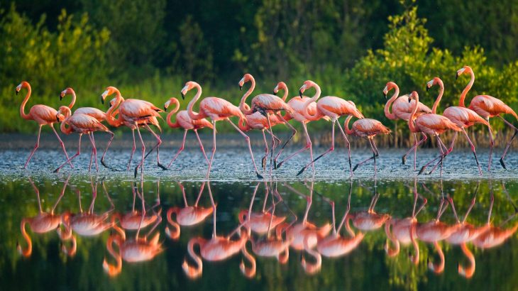 Among the Australian birds that have disappeared are three species of pink flamingos that thrived in the outback across lush green landscapes for about 25 million years.