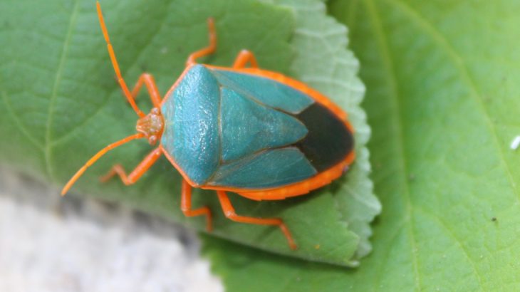 Shield bugs transform into different colors throughout their lives to avoid predators, according to a new study from the University of Melbourne.