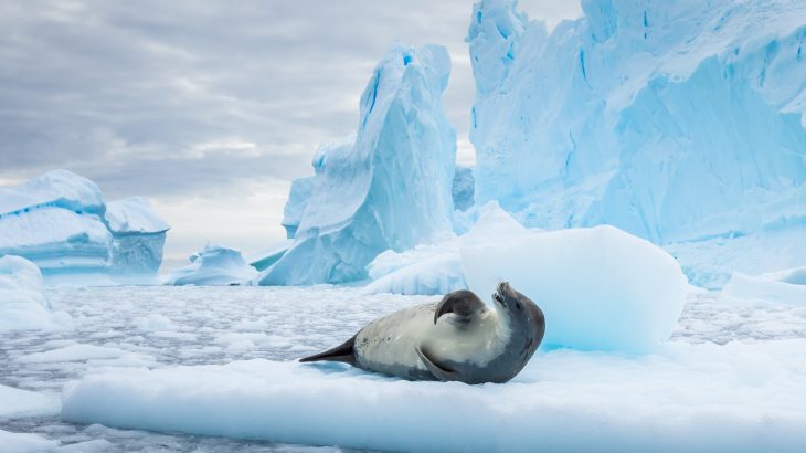 For the first time, important ocean currents have been observed in the Southern Ocean with the help of robots and scientific sensors carried by seals.