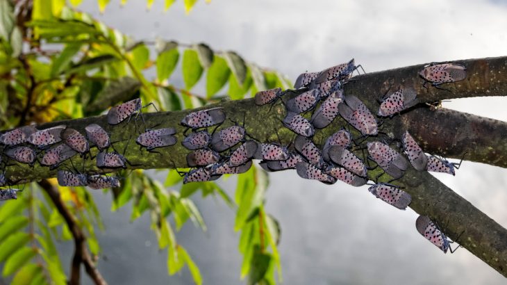 An international team of scientists is warning about the growing threats of invasive species.