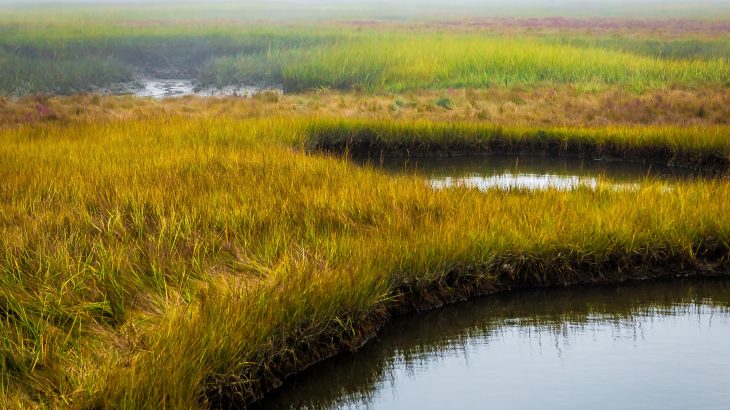 Recently, salt marshes are gaining more recognition as important natural resources for coastal protection, but a new study shows that their value has been evident for centuries.