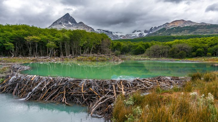 Beavers are plowing their way through the Arctic and rapidly transforming landscapes, and a new study suggests that the changes could have major consequences.