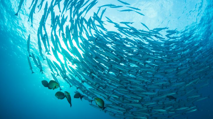 The researchers estimate that rising water temperatures will limit the reproductive ability of up to 60 percent of all fish species.
