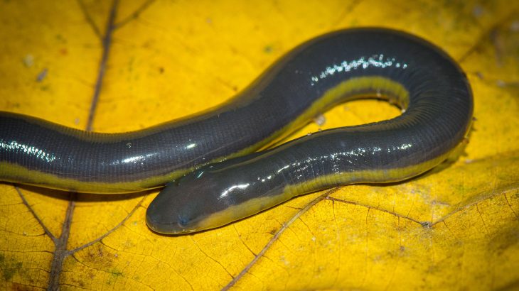 Experts at Utah State University are describing the discovery of venom glands in the jaws of amphibians.