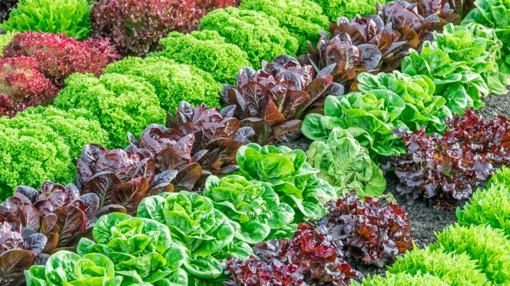 Researchers at the University of Delaware have discovered that wild strains of salmonella can evade a plant's immune defenses by invading the leaves through the stomata.