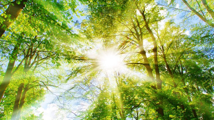 Scientists at the University of East Anglia are describing a method of controlling plant biological processes using only colored light.
