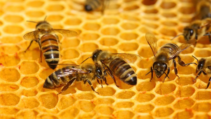 A new study may help to unravel this mystery, showing that aggressive behavior among honey bees is primarily influenced by the genetic traits of the hive as a whole, rather than by the DNA of individual bees.