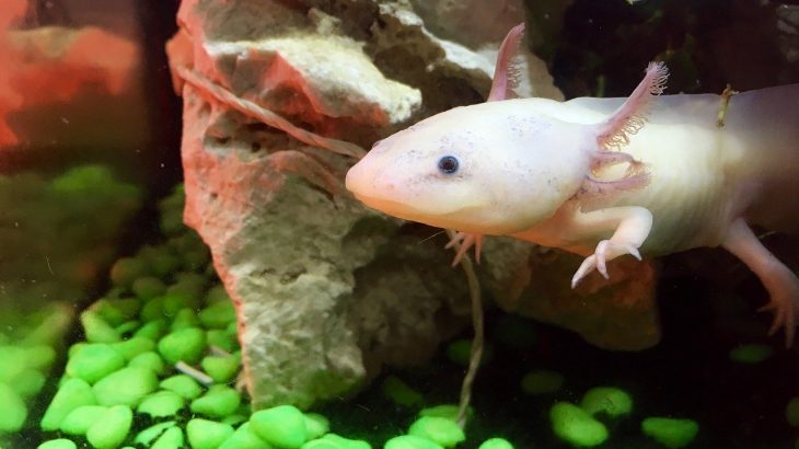 axolotl tank