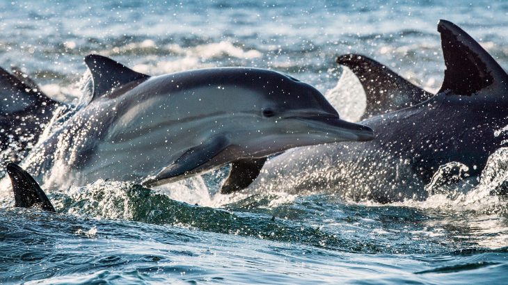 The experts analyzed the first nearly complete skeleton of the extinct dolphin Ankylorhiza - a 15-foot-long specimen that was discovered in South Carolina.