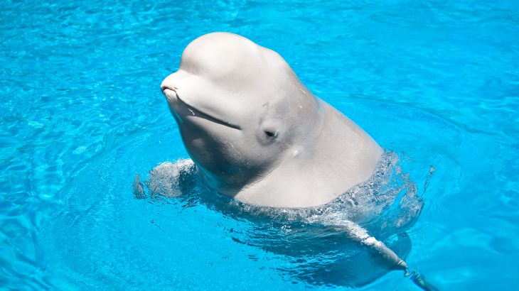 A new study from Florida Atlantic University has revealed that beluga whales form complex social networks that extend beyond family members.