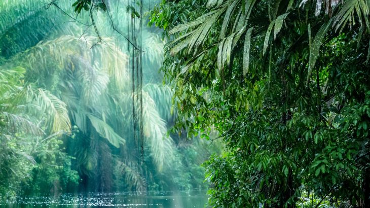 The extreme rainfall patterns associated with climate change will disrupt food webs in the rainforests of Central and South America, according to a new study from the University of British Columbia.