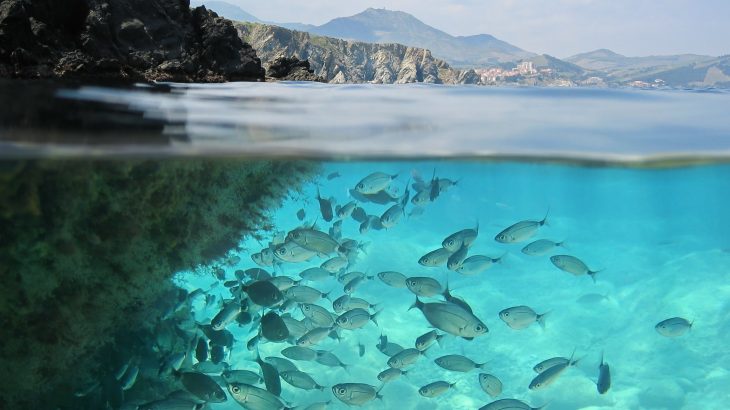 Experts have used mathematical modeling inspired by social media to evaluate the future impacts of global warming on the world's fisheries.