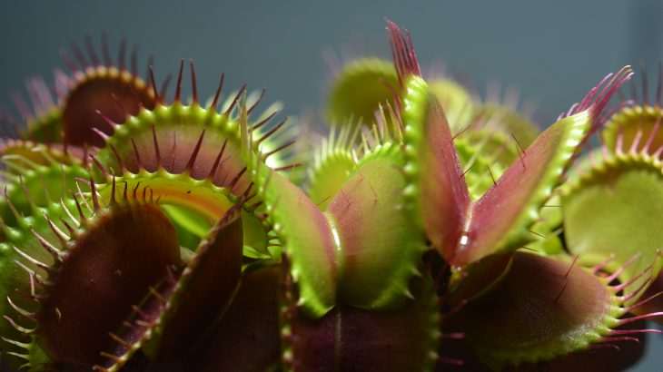 The mechanism used by Venus flytraps to catch spiders and insects is activated when its leaves are touched twice within 30 seconds.