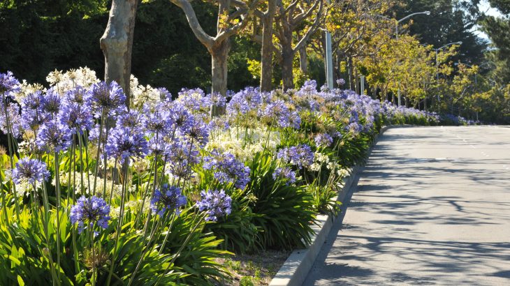 Researchers at the University of Exeter have found that road medians have great potential to support pollinators and help reverse their declining numbers.