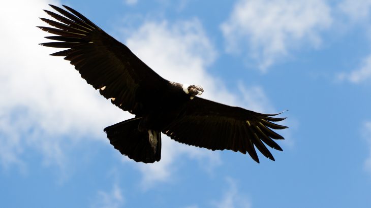 The researchers discovered that the world's heaviest soaring bird, the Andean condor, only flaps its wings for one percent of the time spent flying.