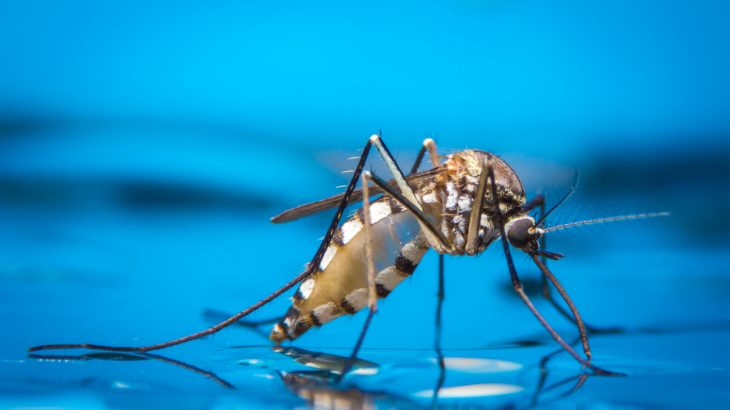Experts have demonstrated that a single gene is all it takes to transform a female mosquito into a male mosquito.