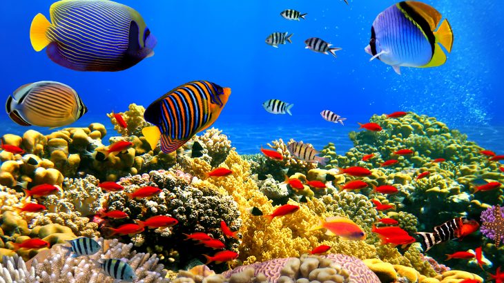 Researchers at KAUST are describing the valuable role of coral reefs in the Red Sea.