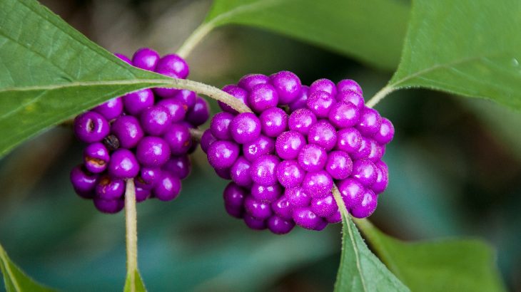 The scientists discovered a substances in the leaves of a common shrub, the American beautyberry, that can restore an antibiotic's power against resistant staph bacteria.