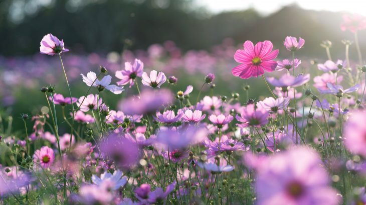 Flowers play a bigger role in spreading parasitic diseases to bees and other pollinators than what was previously realized, according to a new study from Cornell University.