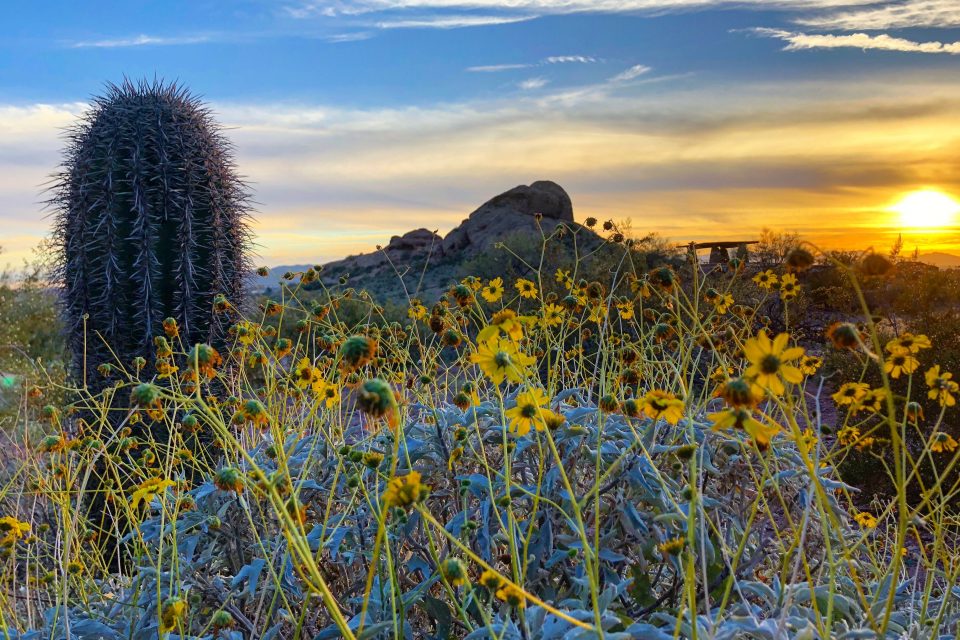 Desert shrubs more efficient as temperatures rise •