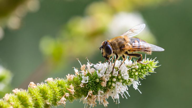 Widespread biodiversity loss has led to policies that are designed to protect habitats and minimize future species extinctions.