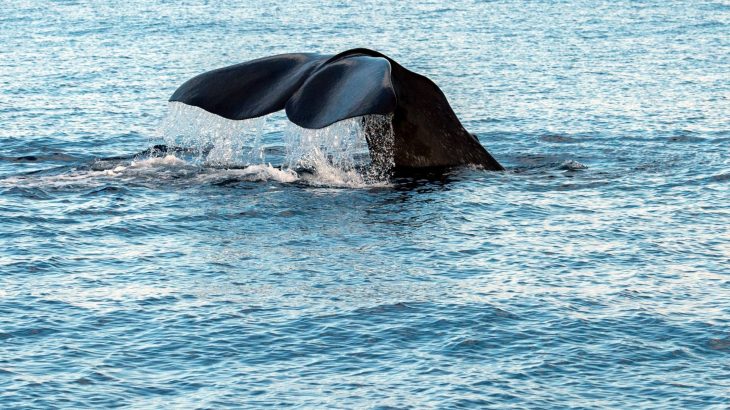 A new study led by the University of East Anglia (UEA) has revealed the daily habits of the Mediterranean sperm whale, and the research may contribute to the conservation and protection of this threatened subpopulation.