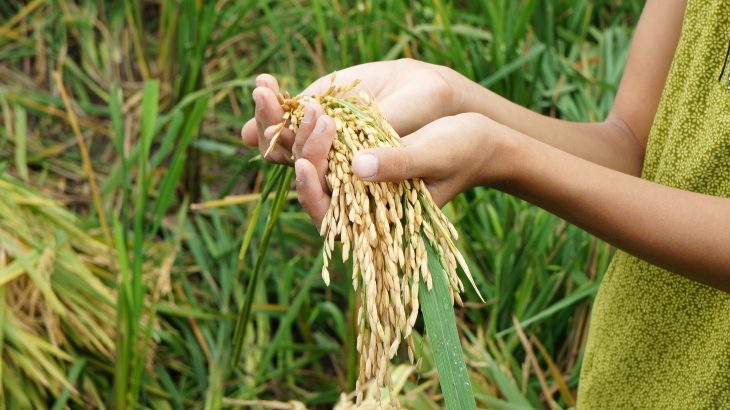 In a new study from AAAS, experts have investigated how the COVID-19 pandemic is threatening the global food security.