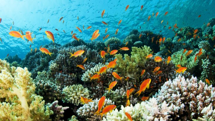 Coral reef fish communities that are exposed to heat are much less diverse and abundant compared to fish in nearby reefs with less extreme temperatures.