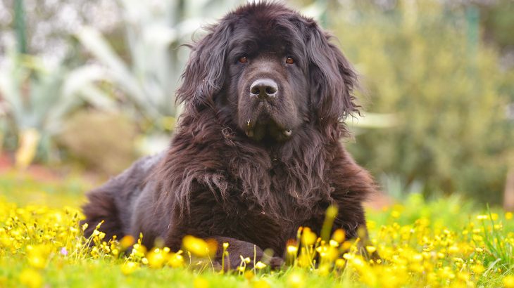 Scientists at the University of Edinburgh have determined how animals prepare for seasonal changes, such as growing a warm winter coat, depending on the length of the day.