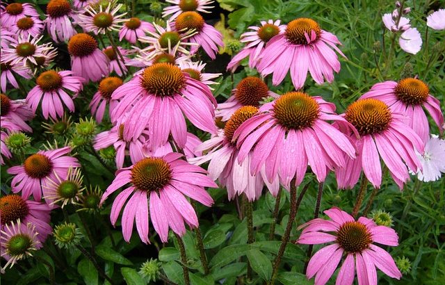 echinacea