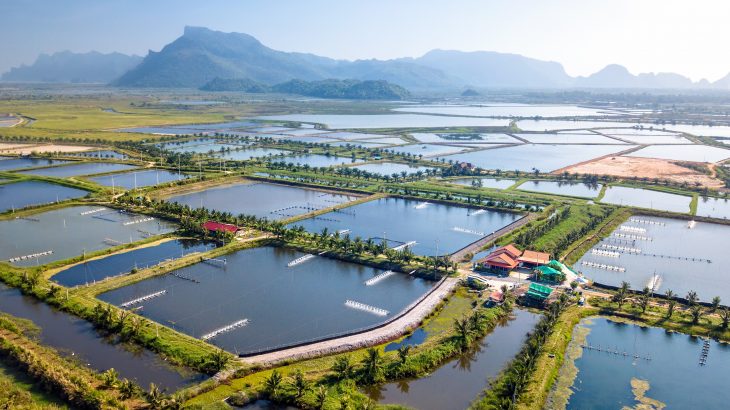 Seafood consumption has reached an all-time high in 2020, and experts are investigating ways to make aquaculture more sustainable.