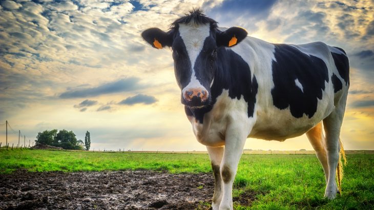 The research may ultimately improve farm management practices and create healthier living environments for dairy cows.