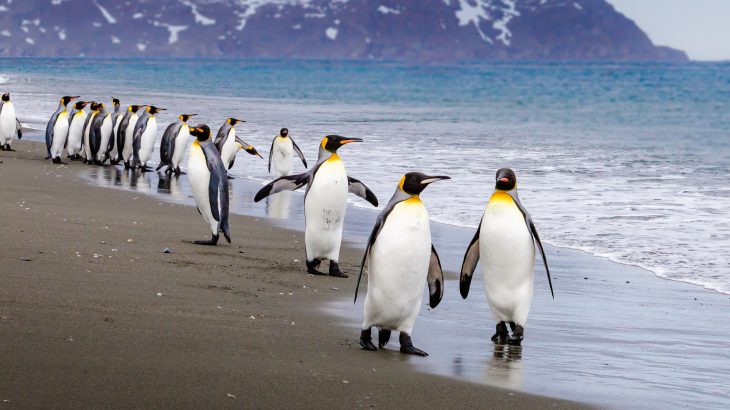 A new study from the British Antarctic Survey reports that scientists have discovered 11 new emperor penguin colonies in Antarctica using satellite mapping technology.