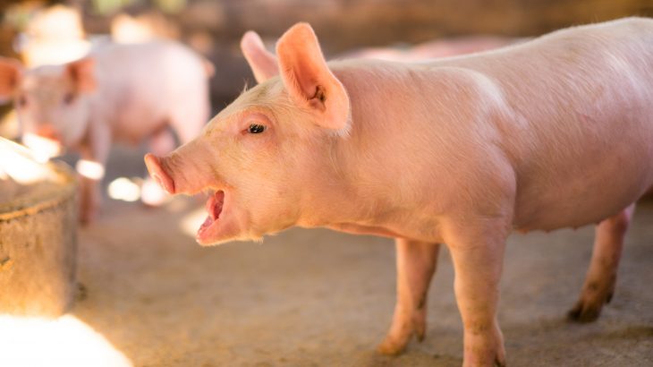 Land use changes worldwide are increasing the risk of zoonotic disease outbreaks like COVID-19, according to a new study from University College London.