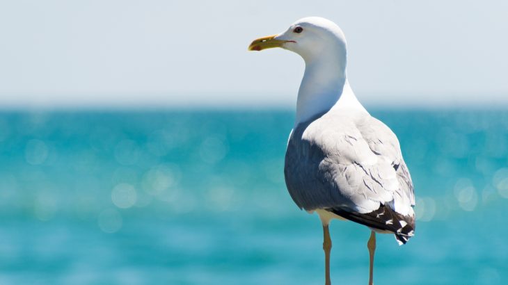 It turns out that the annual economic contribution of seabird poop, also known as guano, exceeds one billion dollars.