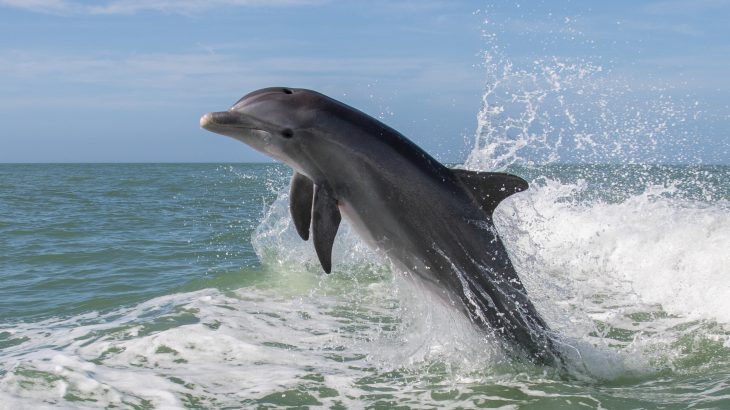 A team of scientists led by Florida Atlantic University has found high levels of toxic pollutants in marine animals along the southeastern coast of the United States.