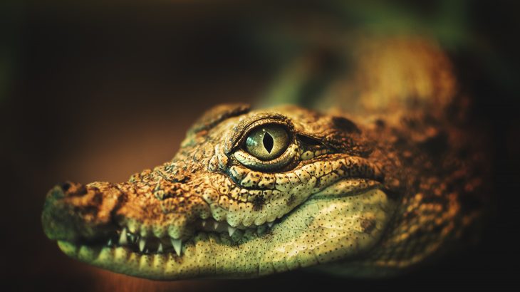 In a new study from the University of Zurich, researchers are describing a prehistoric reptile known as Tanystropheus that lived 242 million years ago.