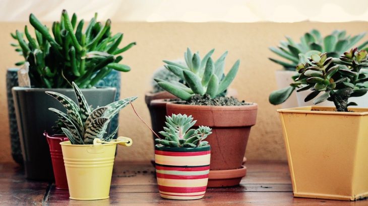 plant pot houseplant succulent