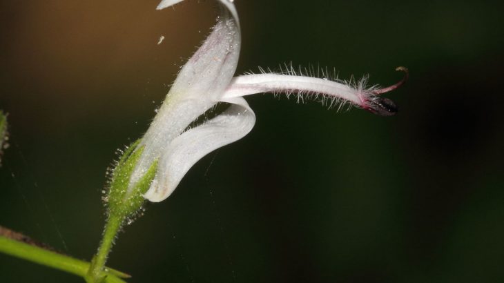 andrographis