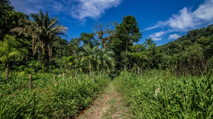 Tropical forest soils are more sensitive to climate change than previously realized.