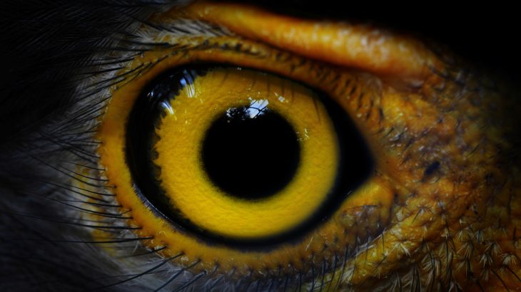 A new study published by Frontiers has revealed that bird and reptile tears are very similar to human tears.