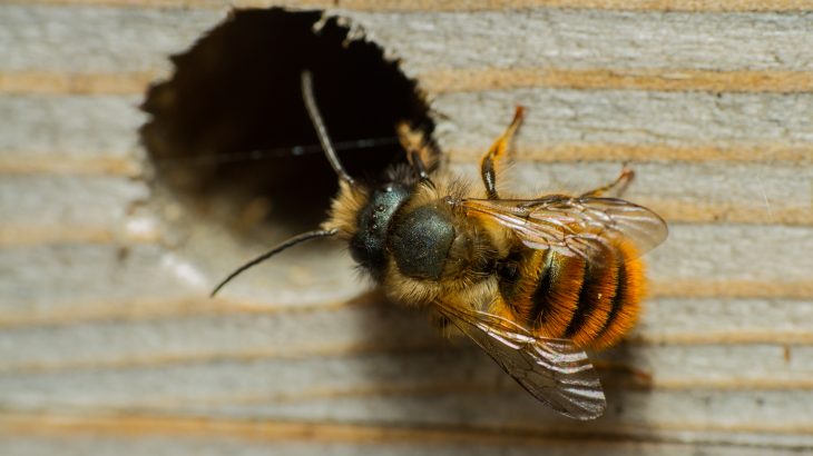 Air pollution appears to be decimating wild pollinators like honey bees, according to new research.