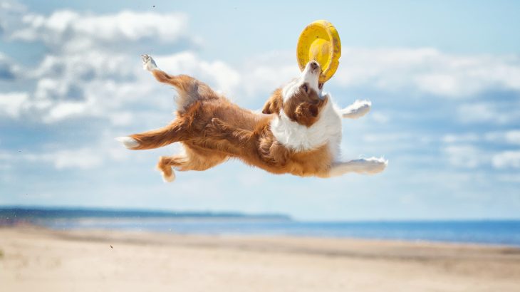 A new study from the University of Helsinki has demonstrated that active dogs are less afraid of the world.