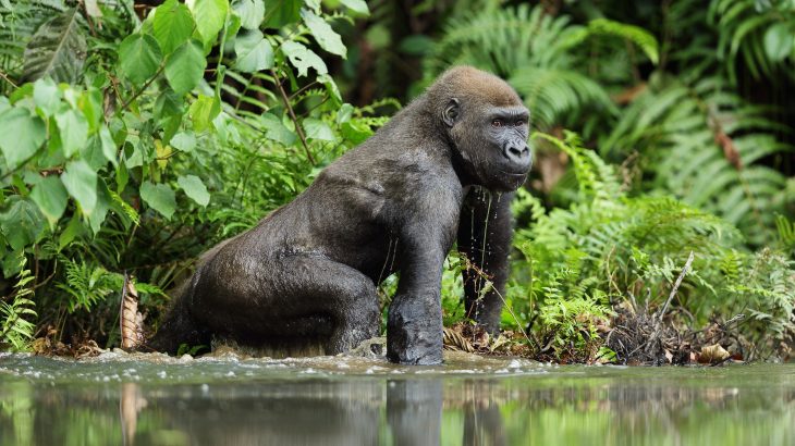 Several critically endangered species may have a high risk of COVID-19 infection, according to new research from UC Davis.